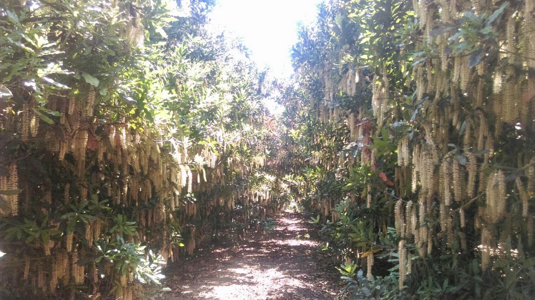 夏威夷豆的健康益處