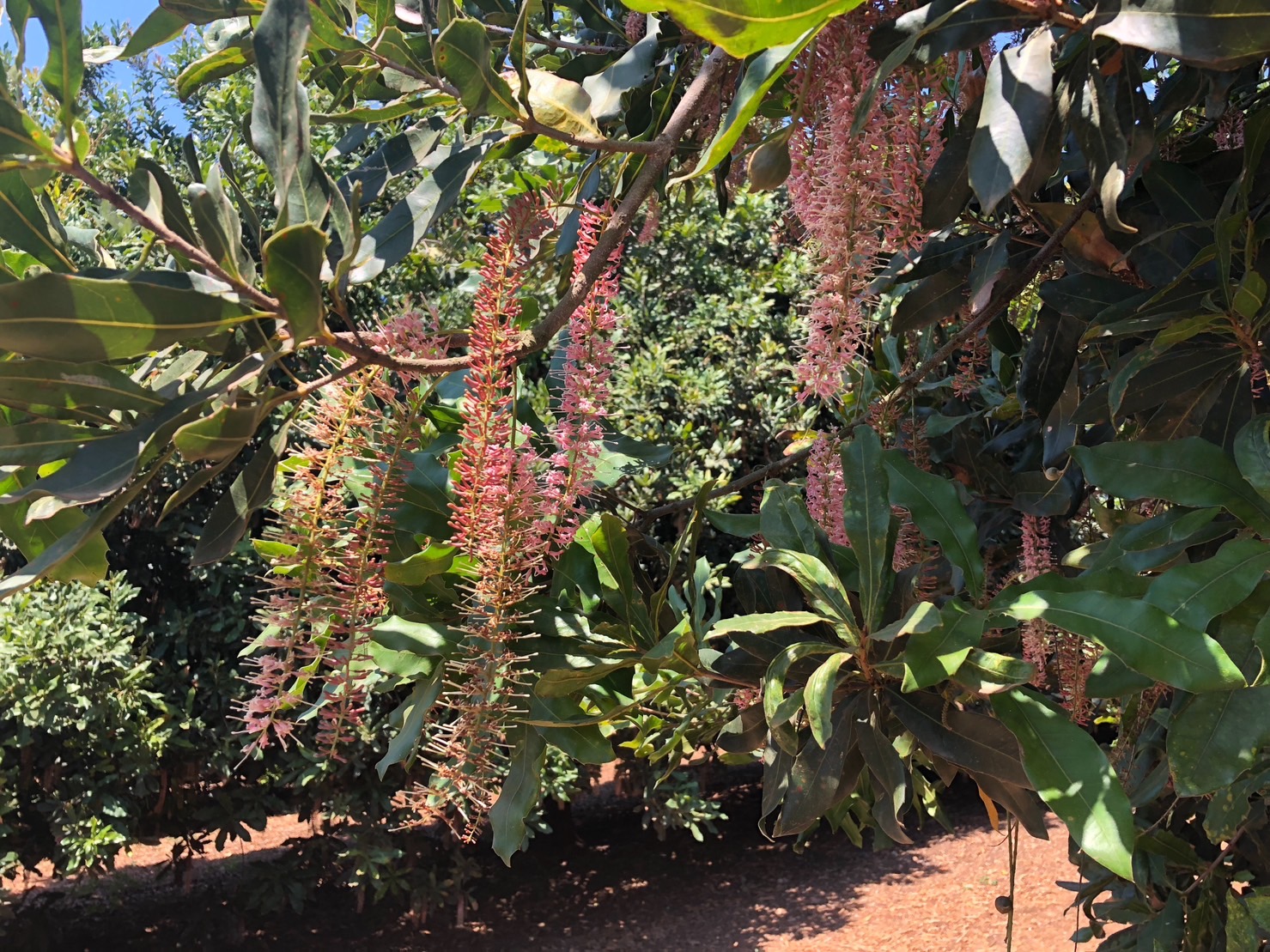 夏威夷豆 體重管理