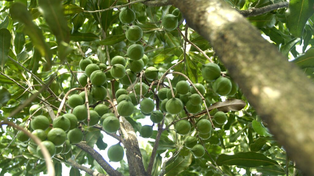 夏威夷豆介绍